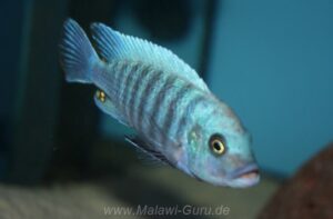 Metriaclima zebra